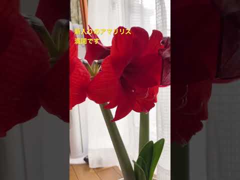 アマリリスは葉しか成長しません。この見事な植物を再び咲かせるにはどうすればよいでしょうか?  庭園