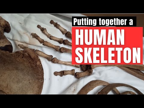 Piecing together a complete skeleton in the mortuary