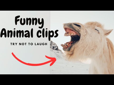 Bark vs. Meow: The Ultimate Vocal Showdown! It's a vocal showdown like no other!