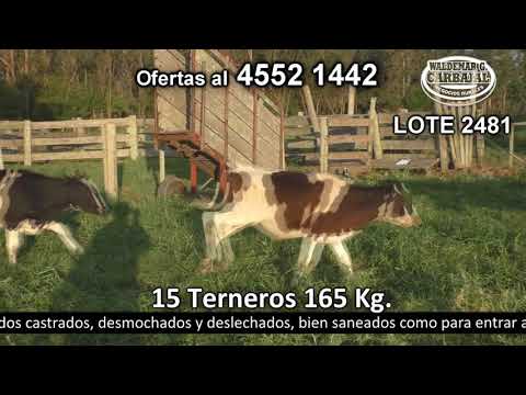 Lote 15 Terneros 15 HO 165kg -  en Ramal Ruta 2- Entre Rosario y Barker