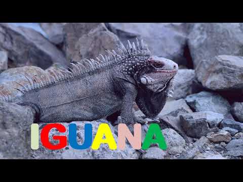 ABC LEARNING FUN - LETTER I