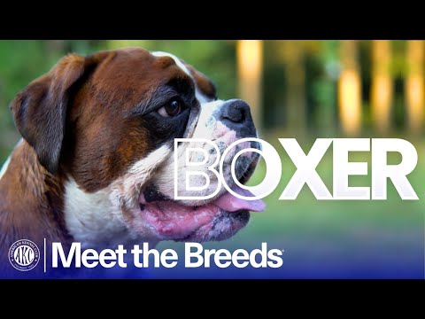 Boxer breed video