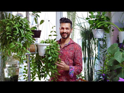 "Urban Jungle": Visiting a plant lover 🌱