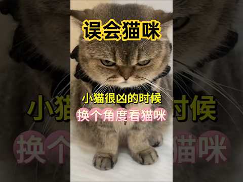 当你看到猫咪🐱凶凶的样子!可否换个视角看看？ #pets #猫咪迷惑行为  #寵物日常 #cat #貓咪日常 #萌寵 #主人 #貓咪 #猫咪行为 #cute