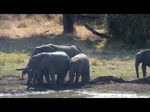 Djuma: Elephants, drink, mud wallow and chase Warthogs-Hippos at ending - 1115 - 06/17/21