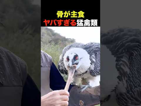 骨を主食にするヤバすぎる猛禽類【雑学】