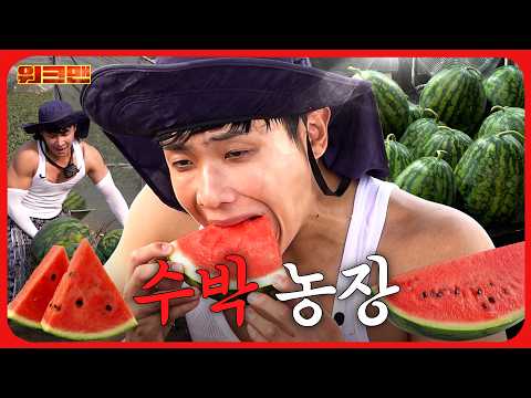 택배 상하차 뺨치는 1.2톤 수박 나르기 🍉💦ㅣ수박농장ㅣ워크맨ㅣ이준