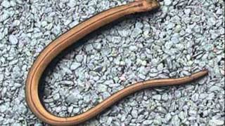 slow worm