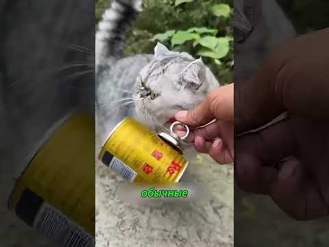 «Кот-металлист: как пушистый помощник нашёл подружку» #животные #funfacts #хочуфакты #футбол