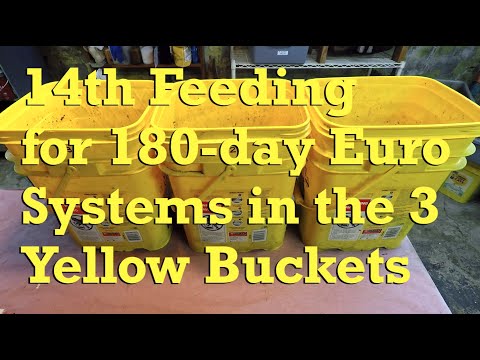 Yellow buckets with Euro worms fed at day 180 - vermicompost