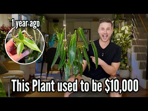 Philodendron Spiritus Sancti - One Year of Growth Updates & Tips