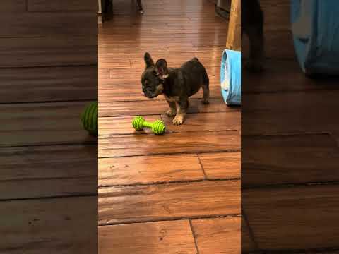 Video 5