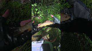 活性の高い小渓流で黄色なイワナがきた！！ #tohoku #渓流釣り #岩手県 #イワナ #岩魚 #餌釣り