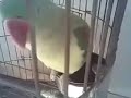 A parrot praying...Allah-Allah hu akbar ...