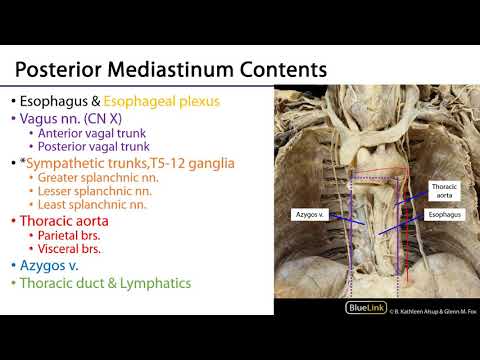 LO 1 - Boundaries and Contents - Posterior Mediastinum