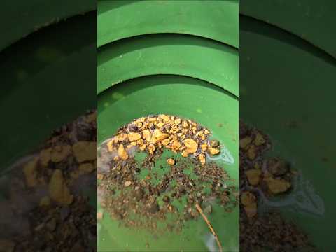 Diver Finds Pile of GOLD At The River