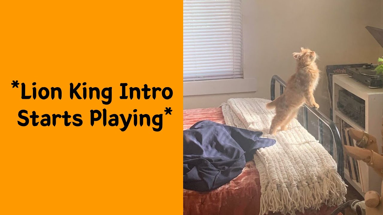 50 Times Cats Were So Wholesome, People Just Had To Share It Online - Cute cat