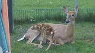 preview picture of video 'Deer with Fawn  Born in the backyard Kenora'