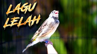Download lagu MATERI MEWAH LAGU LELAH - MASTERAN KENARI ISIAN BLACKTHROAT GACOR SUARA JERNIH PALING MUDAH DITIRU mp3