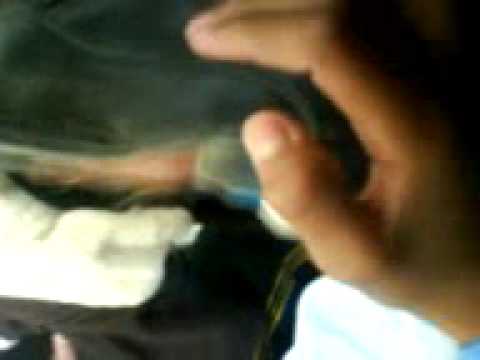 El choco lambiendo mi zapato