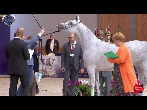 N 33 ALEXIA MONISCIONE   European Championship 2019   2 Years Old Fillies Class 4