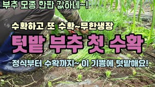 텃밭농사 부추키우기 부추첫수확 부추웃거름주는방법 병해충방제
