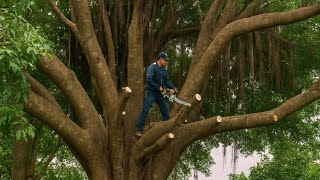 The Haunting of a Dangerous Haunted Tree - Cutting Down a Useless Tree