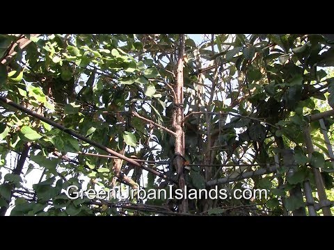 Shading A House From Summer Afternoon Sun