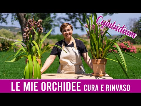 🌺 Le mie Orchidee Cymbidium 🌺 Come le curo e le rinvaso - Fatto in Casa da Benedetta