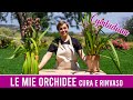 🌺 Le mie Orchidee Cymbidium 🌺 Come le curo e le rinvaso - Fatto in Casa da Benedetta