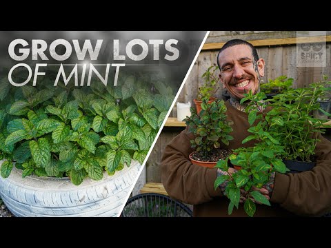 All you need to Know about Growing Mint