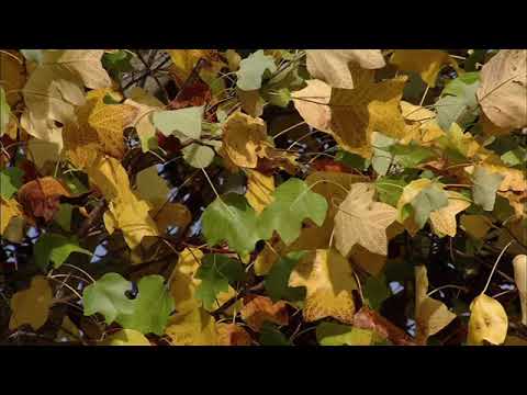 Anders Eliasson: Fogliame (1992)