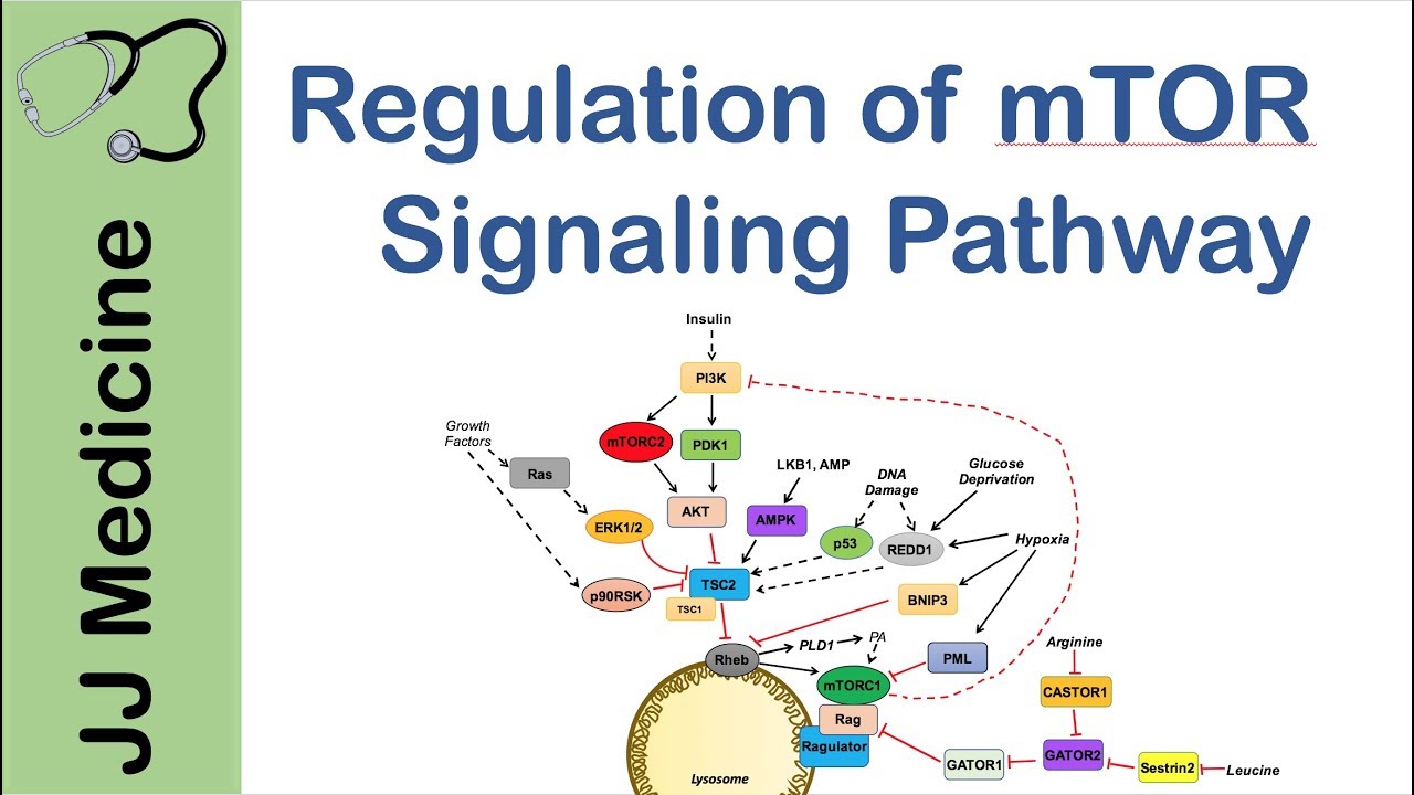 mTOR Signaling Pathway | Nutrient and Cell Stress Regulation