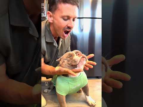 Picolé de Frutas com Iogurte Natural 🤩🐾