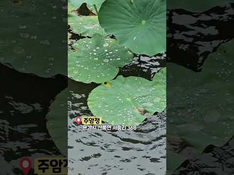 비 올 때 꼭 가야하는 곳 #shrots #우천시