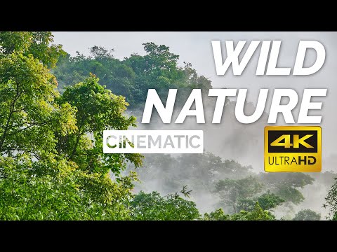 Wild Nature 4K | Cinematic Video | Srihari Kulkarni