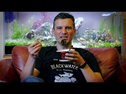 AQUARIUM ALGAE GUIDE - HOW TO FIX ALGAE ISSUES AND WHAT CAUSES ALGAE BLOOM