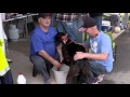 Greyhound Coursing Tips Improving On The Circle And The Struggle For Big Trainers