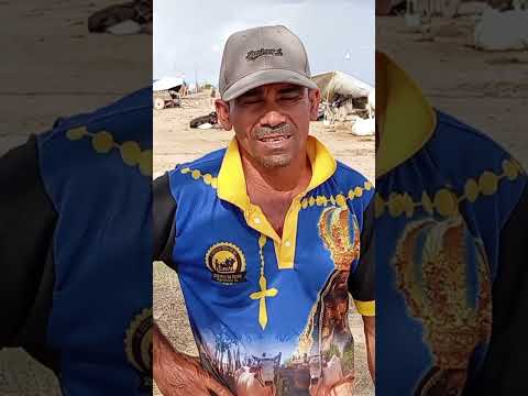 notícias festa de carro de boi maravilha Al