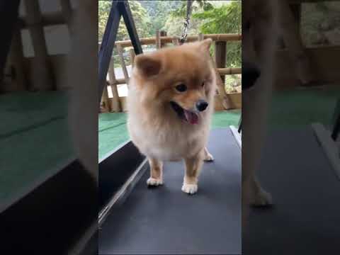 Go Move Dog - MobileDogTrainer video thumbnail