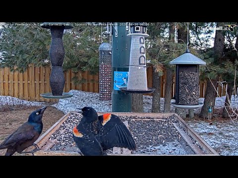 Red-winged Blackbird defies Common Grackles     06 36 46  Video 2020 04 30 064525