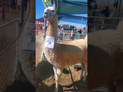 | Expoferia de camélidos Toledo  | Provincia Saucarí Oruro Bolivia 2026 #CulturaBoliviana