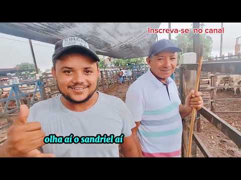 Explorando a pecuária na feira do gado em Monte Alegre sergipe feira do tonhao  18 Abril  2024