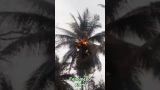 Download lagu Detik Detik Petir Menyambar pohon Kelapa mp3