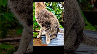Exploring ..🥰🐾️😹 #shortsfeed #cat #catvideos #catlovers
