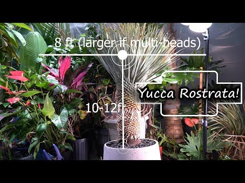 download lagu mp3 mp4 Yucca Rostrata Hardiness, download lagu Yucca Rostrata Hardiness gratis, unduh video klip Yucca Rostrata Hardiness