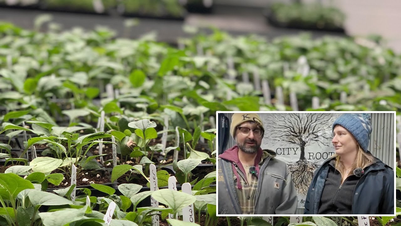 Growing Native Plants from Seed with City Roots Nursery - Deep Roots Native Plant Webinar