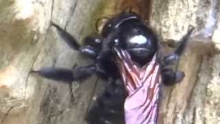 Mamangava fazendo buraco na madeira-Sony DSC HX 200V full HD.MTS