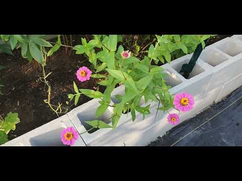 Flower Update 🌼 🌸 🌻 🌹