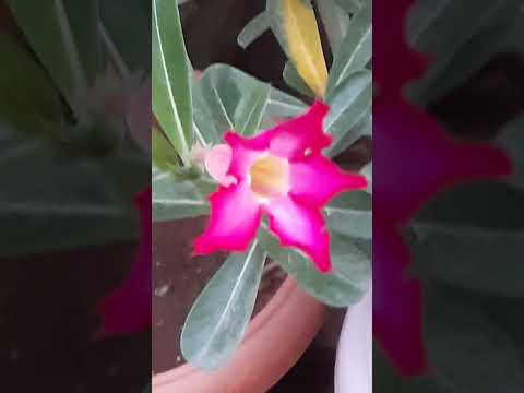 Some flowers in the garden.